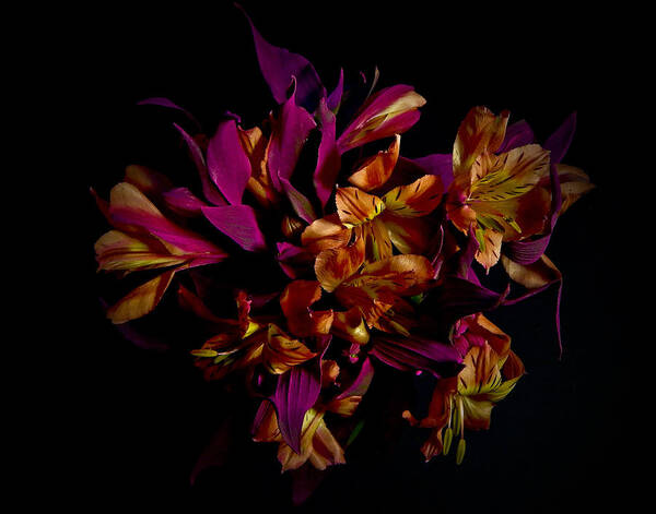 Flowers Art Print featuring the photograph Peruvian Dark Fantazy Still Life Flower Art Poster by Lily Malor
