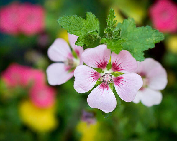 Purple Art Print featuring the photograph Petal Power by Bill Pevlor