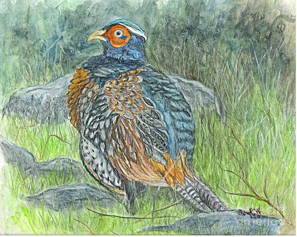 Drawing Art Print featuring the drawing Pheasant Common Male by Carol Wisniewski