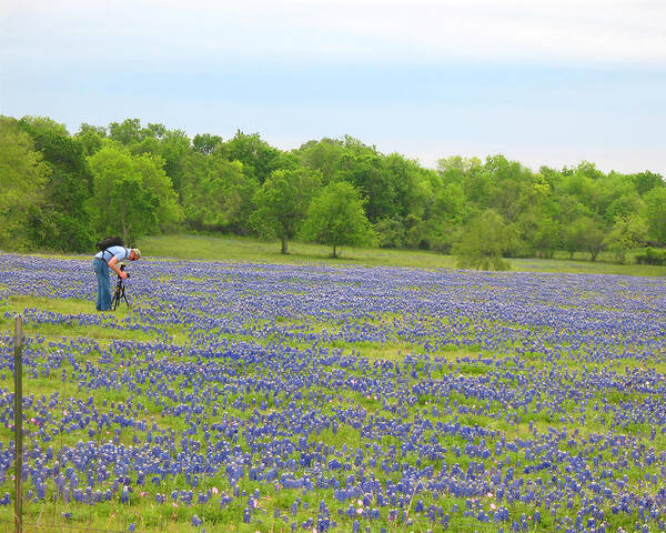 Photographing Bluebonnets Art Print featuring the photograph Photographing Texas Bluebonnets by Connie Fox