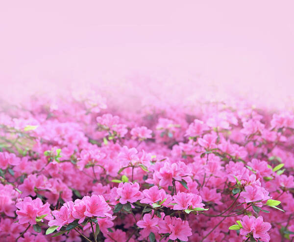 Dawn Art Print featuring the photograph Pink Azaleas Background by Phototropic