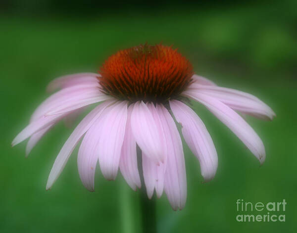 Coneflower Art Print featuring the photograph Pink Coneflower by Smilin Eyes Treasures