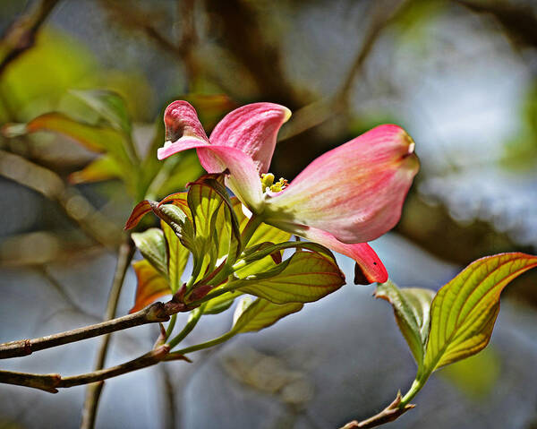 Spring Art Print featuring the photograph Pink Dogwood by Linda Brown