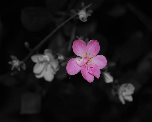 Pink Art Print featuring the photograph Pink Flower by Maggy Marsh