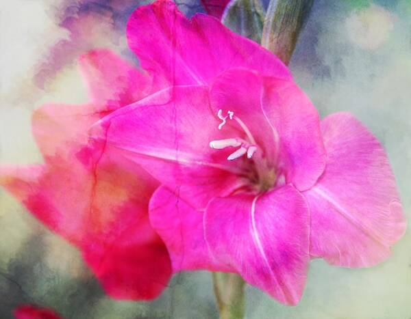 Gladiolas Art Print featuring the photograph Pink in the Clouds by Cathie Tyler