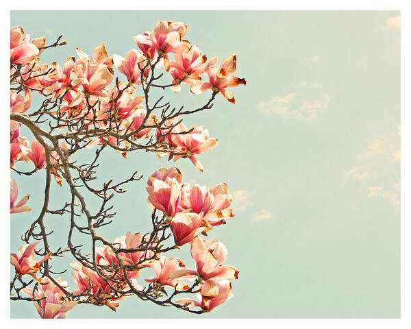 Pink Art Print featuring the photograph Pink Magnolia Flowers Against Blue Sky by Brooke T Ryan