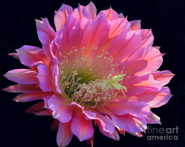Pink Cactus Flower Art Print featuring the photograph Pink Night Blooming Cactus Flower by Tamara Becker