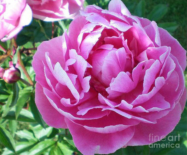 Pink Peony Art Print featuring the photograph Pink Peony by Barbara A Griffin
