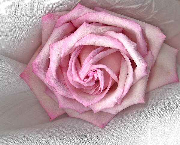 Pink Rose And Linen Art Print featuring the photograph Pink Rose And Linen by Sandra Foster