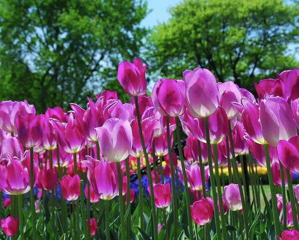 Pink Tulips Art Print featuring the photograph Pink Tulips by Allen Beatty