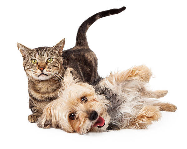 Cat Art Print featuring the photograph Playful Dog and Cat Laying Together by Good Focused