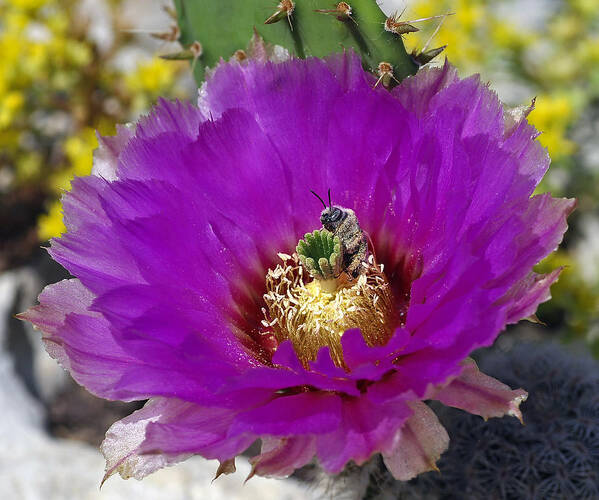 Cactus Art Print featuring the photograph Pollen Diver by Bill Morgenstern