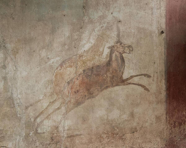Pompeii Fresco Art Print featuring the photograph Pompeii Animal Fresco by Roger Mullenhour
