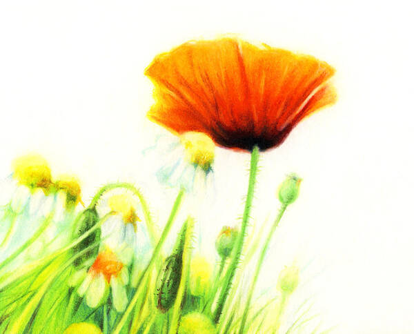 Poppy Flower Art Print featuring the drawing Poppy Flower by Natasha Denger
