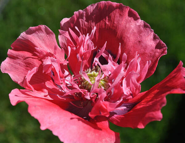 Remembrance Art Print featuring the photograph Poppy Pink by Jim Hogg