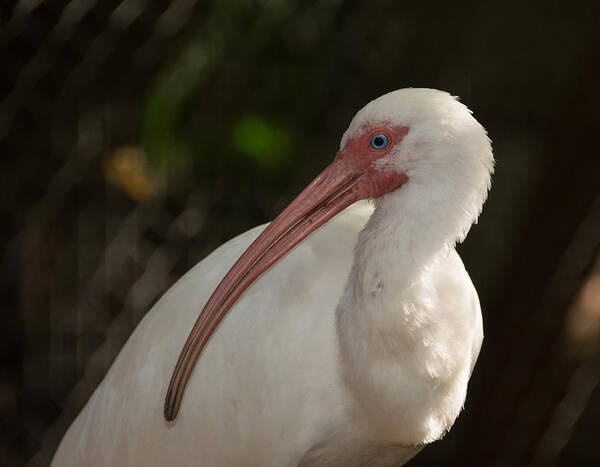 Animals Art Print featuring the photograph Portrait of an Ibis by Kathi Isserman