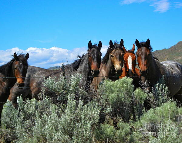 Horse Art Print featuring the photograph Posse by KD Johnson