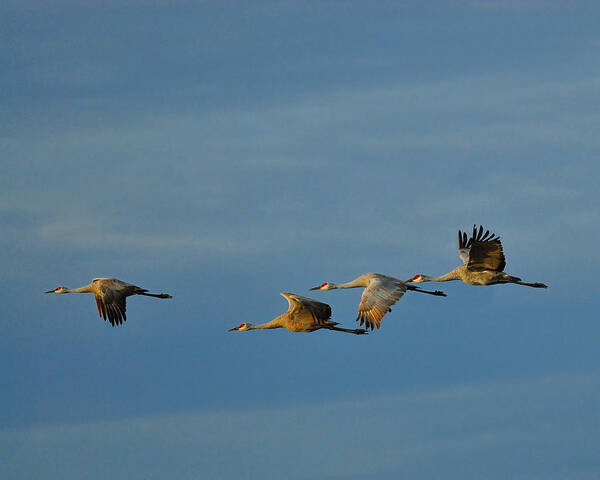 Sandhill Crane Art Print featuring the photograph Prairie Morning by Tony Beck