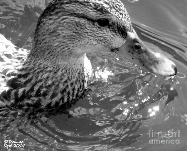 Duck Art Print featuring the photograph Pretty In Black And White by Rennae Christman
