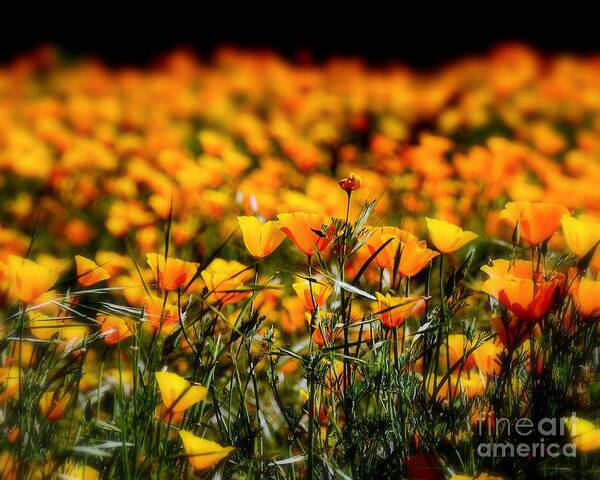 Pretty Poppies Art Print featuring the photograph Pretty Poppies by Patrick Witz