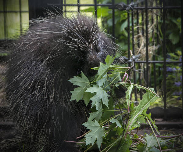 Porcupine Art Print featuring the photograph Prickly Pete by Jayne Gohr