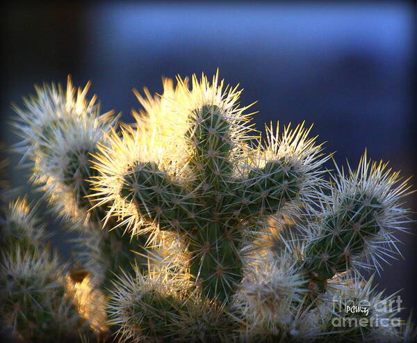 Prickly Sunset Art Print featuring the photograph Prickly Sunset by Patrick Witz