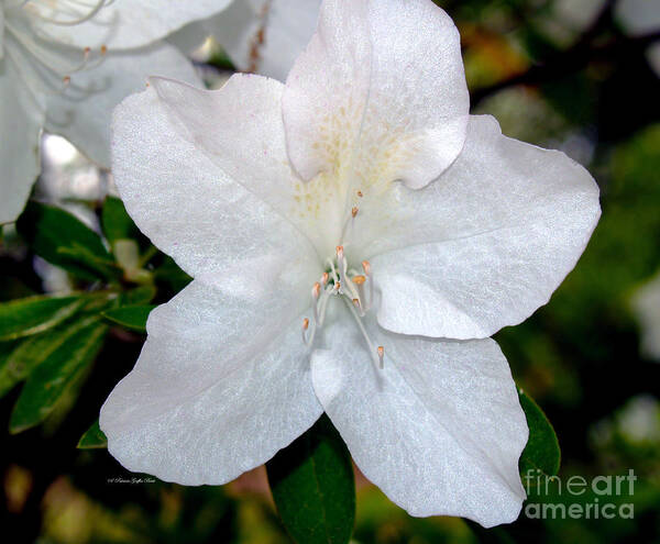 Flower Photography Art Print featuring the photograph Purity by Patricia Griffin Brett