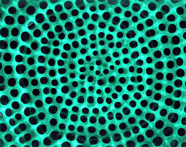 Aquatic Art Print featuring the photograph Radiolarian Test by Dennis Kunkel Microscopy/science Photo Library