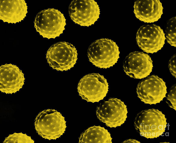 Botany Art Print featuring the photograph Ragweed Pollen Sem by David M. Phillips