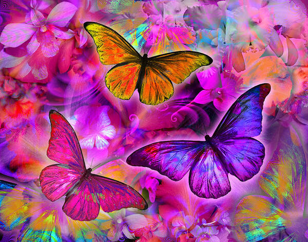 Alixandra Mullins Art Print featuring the photograph Rainbow Orchid Morpheus by MGL Meiklejohn Graphics Licensing