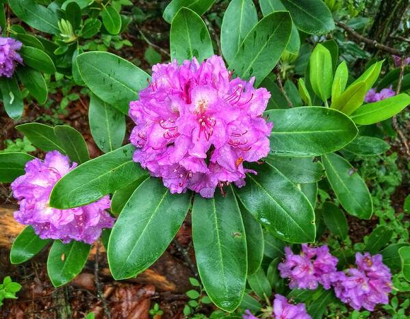 Rhododendron Art Print featuring the photograph Rainy Rhodo by Chris Berrier