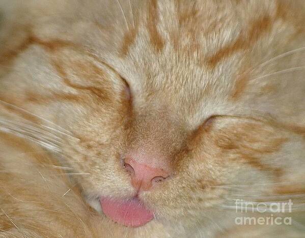 Cat Art Print featuring the photograph Raspberry by Living Color Photography Lorraine Lynch