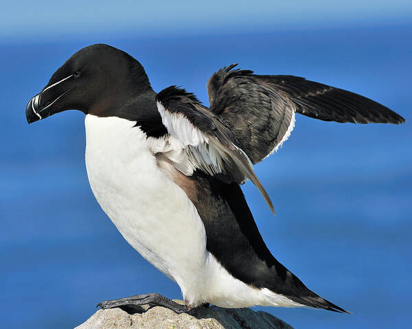 Razorbill Art Print featuring the photograph Razorbill by Tony Beck