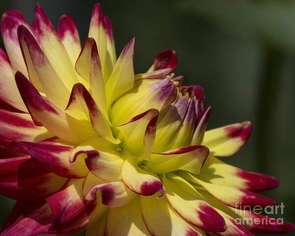 Flowers Art Print featuring the photograph Red and Yellow Dahlia by Lili Feinstein
