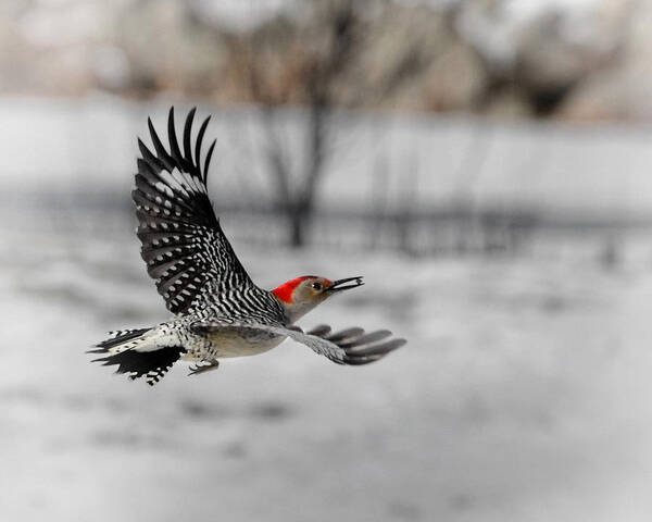 Red Bellied Woodpecker Art Print featuring the photograph Red Bellied Woodpecker by Bill Wakeley