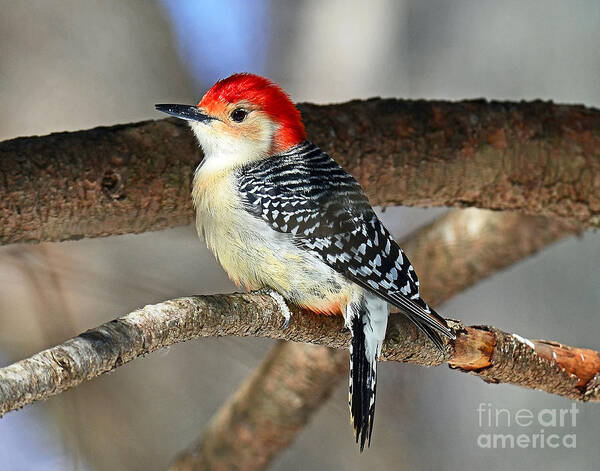 Birds Art Print featuring the photograph Red-bellied Woodpecker by Rodney Campbell