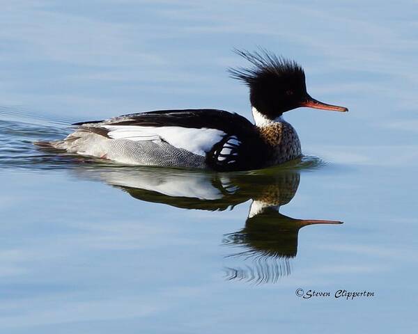 Duck Art Print featuring the photograph Red Breasted Merganser by Steven Clipperton