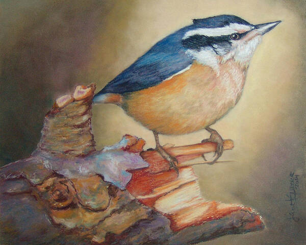 Bird Art Print featuring the painting Red-Breasted Nuthatch Bird by Janet Garcia
