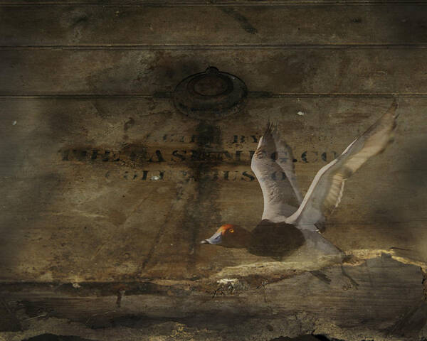  Art Print featuring the photograph Red Head Duck old Box by Randall Branham