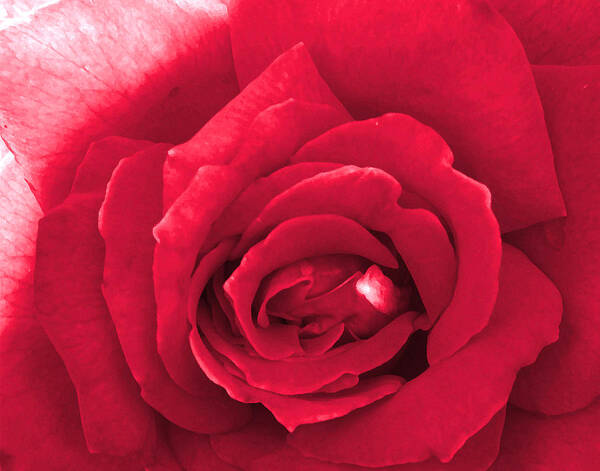 Red Art Print featuring the photograph Red Velvet Rose by Denise Beverly
