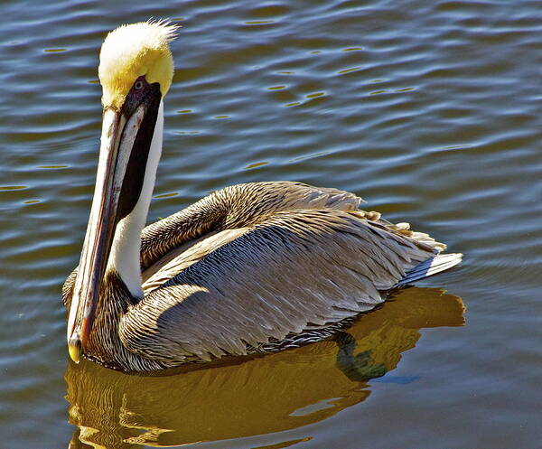 Tarpon Springs Art Print featuring the photograph Reflective Pelican by Alice Mainville