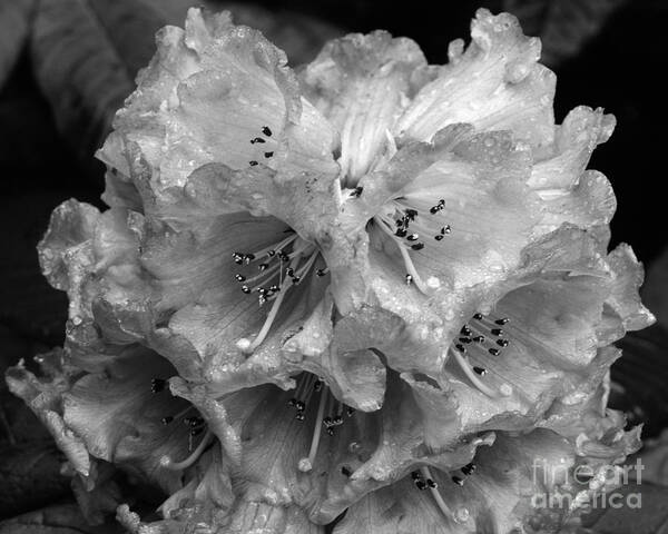 Rhododendron Art Print featuring the photograph Rhododendron in the rain by Paul Cowan