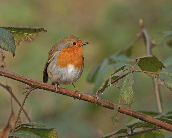 Robin Art Print featuring the photograph Robin by Paul Scoullar