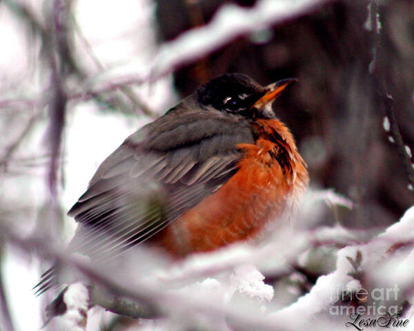 Bird Art Print featuring the photograph Robins' Patience by Lesa Fine