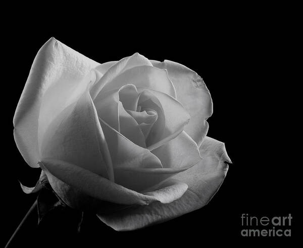 Sandra Clark Art Print featuring the photograph Rose by any Other Name by Sandra Clark