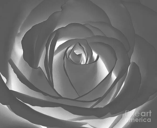 Rose Art Print featuring the photograph Rose by Geraldine DeBoer