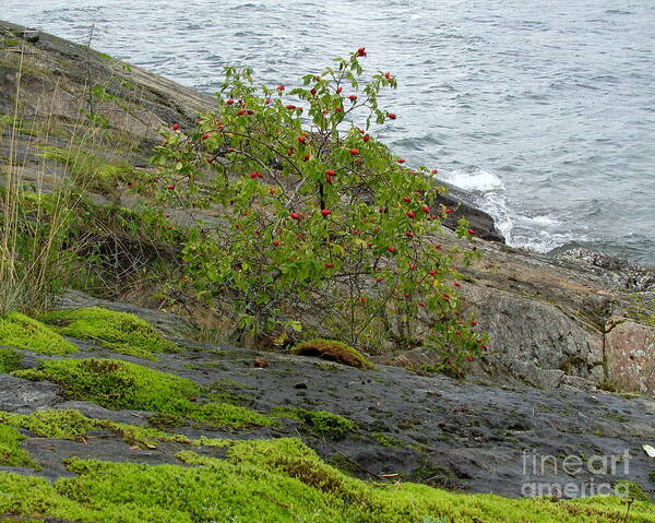 Rose Art Print featuring the photograph Rose Hip Bush by Leone Lund