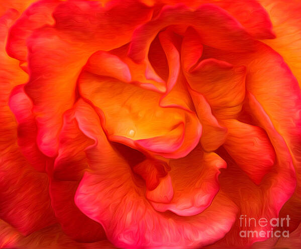 Flower Art Print featuring the photograph Rose Red Orange Yellow by Clare VanderVeen