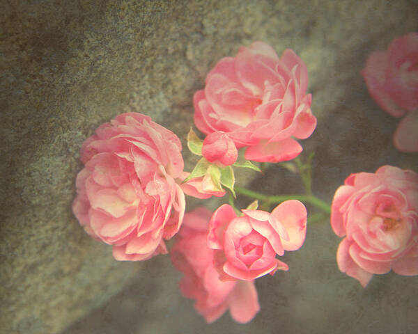 Roses Art Print featuring the photograph Roses on Granite by Brooke T Ryan