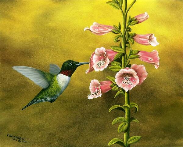 Animals Art Print featuring the painting Ruby Throated Hummingbird and Foxglove by Rick Bainbridge